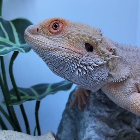 Darwin, citrus witblits