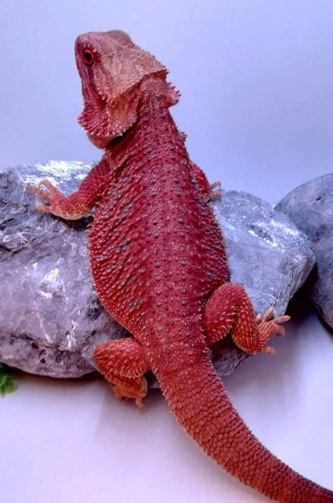 Ember, hypo spanish red blue bar