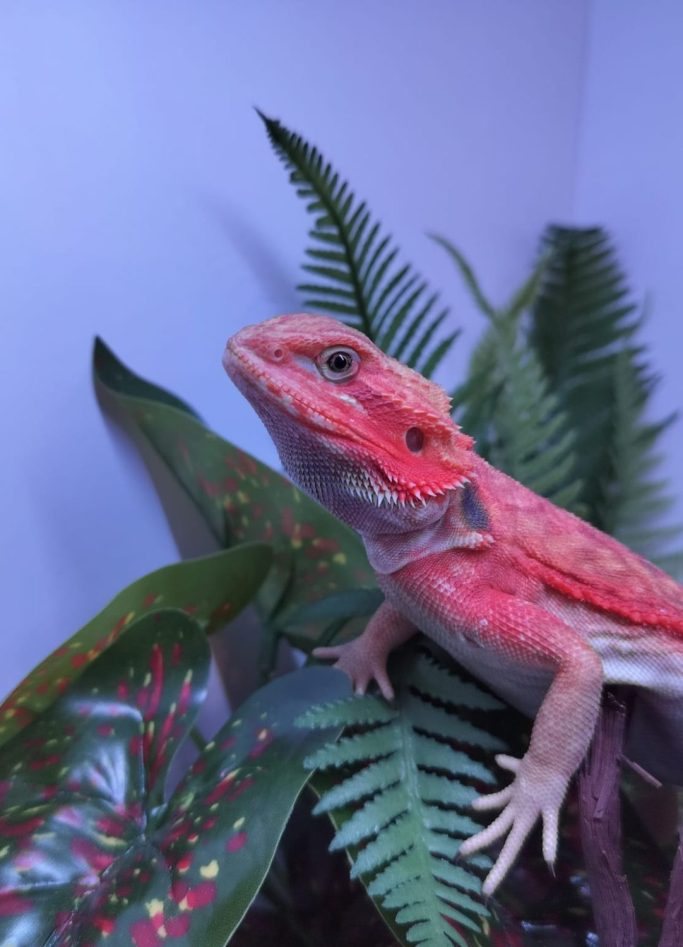 Zaya, trans coral leatherback